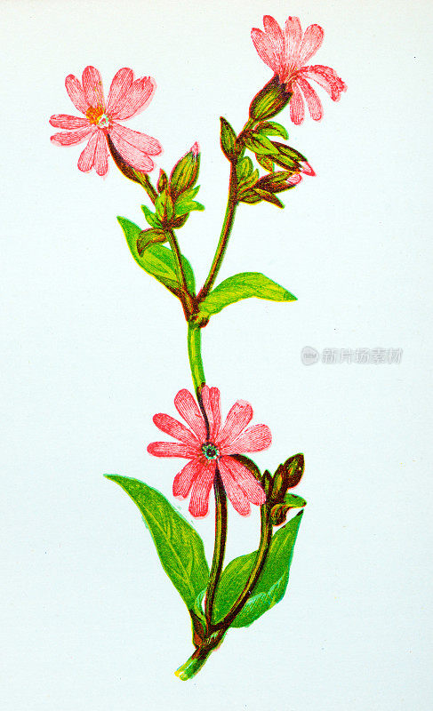野生花卉的古董植物学插图:红色的坎比恩，Lychnis dioica